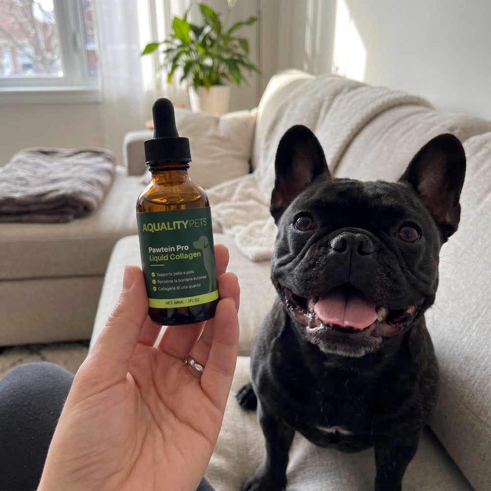 Proprietario con il suo bulldog francese e AqualityPets