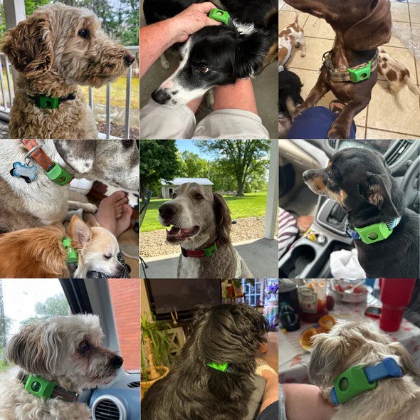 Protege tu árbol de forma natural contra garrapatas, flebótomos y flemas | 12 meses de protección