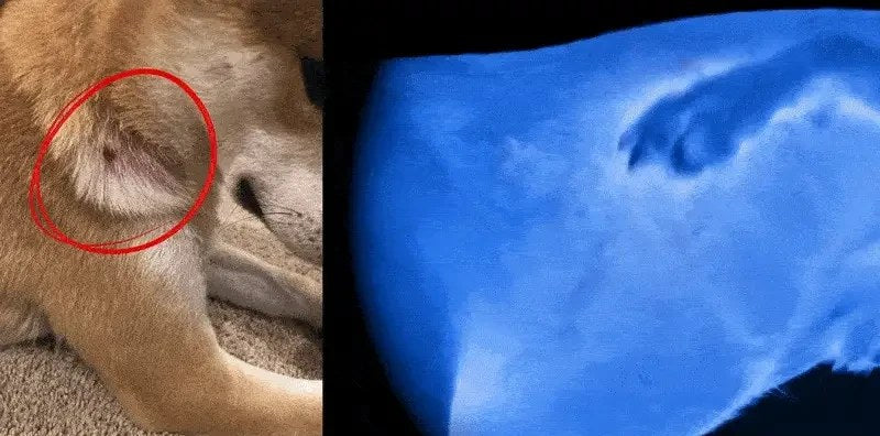 Pelle arrossata e infiammata vista con la luce speciale