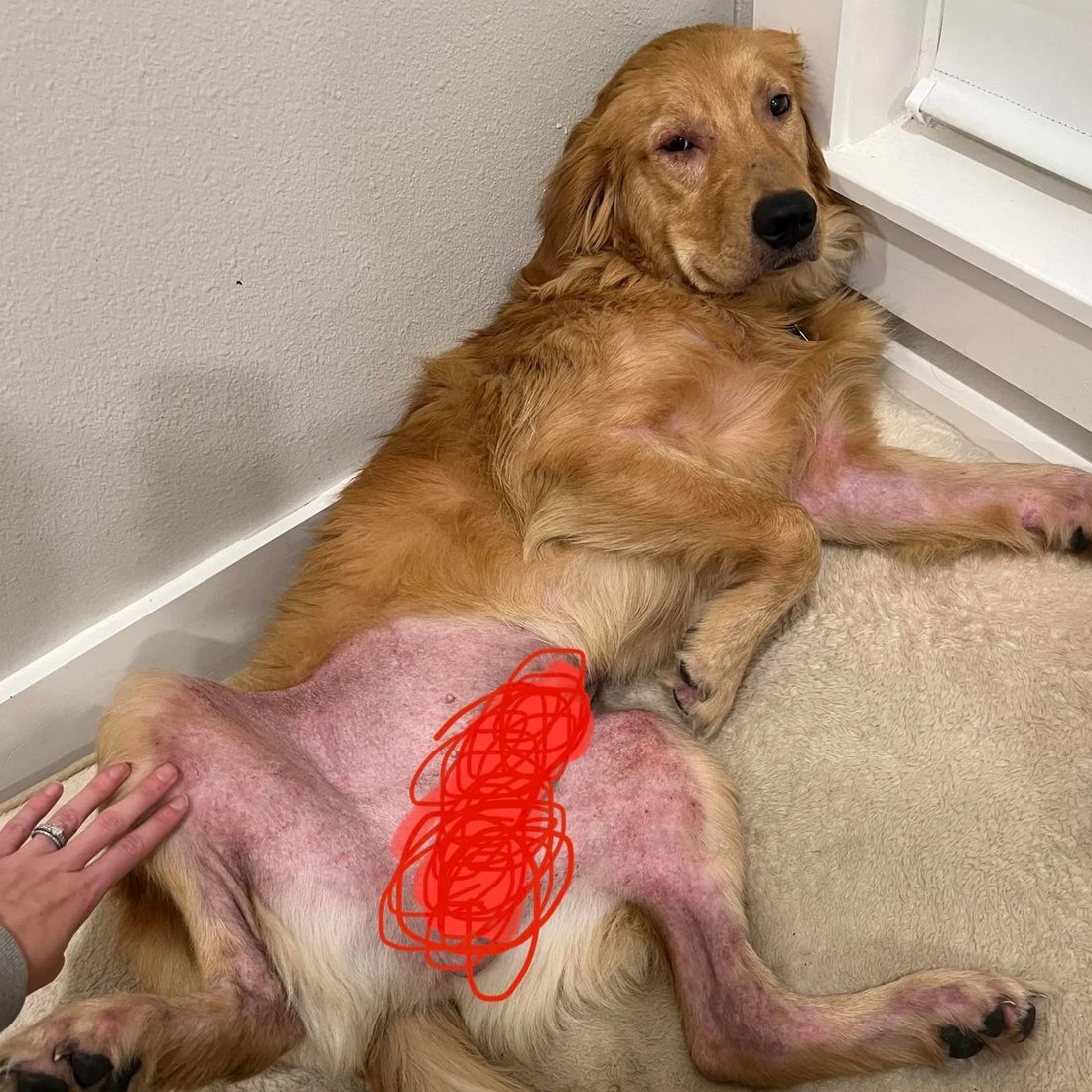 Pancia del cane arrossata e infiammata